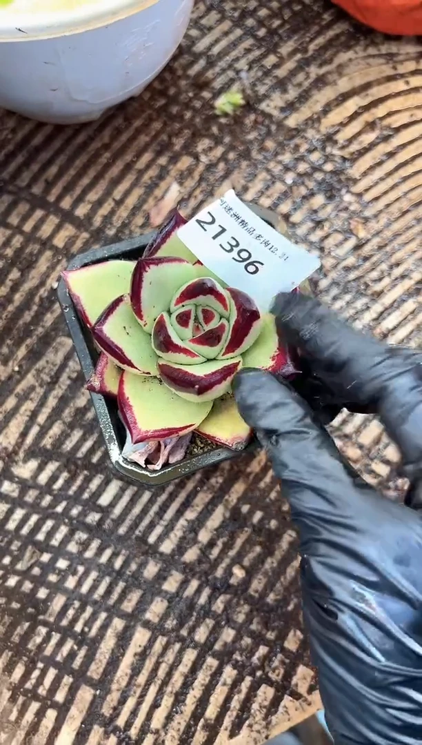 自**乐多肉植物一物一拍21396