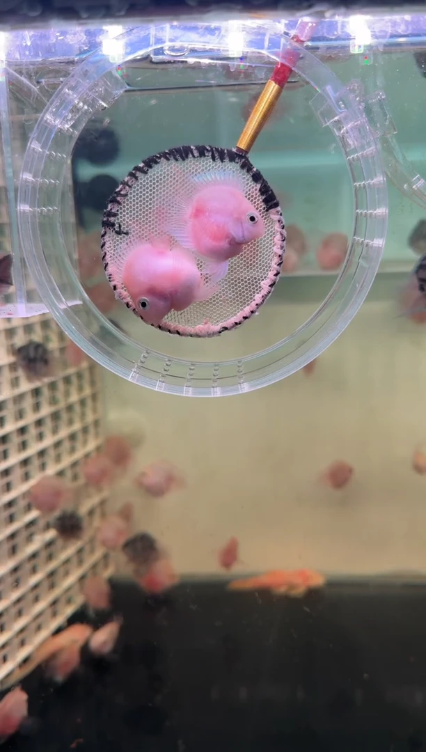 短鲷鱼胭脂粉一对