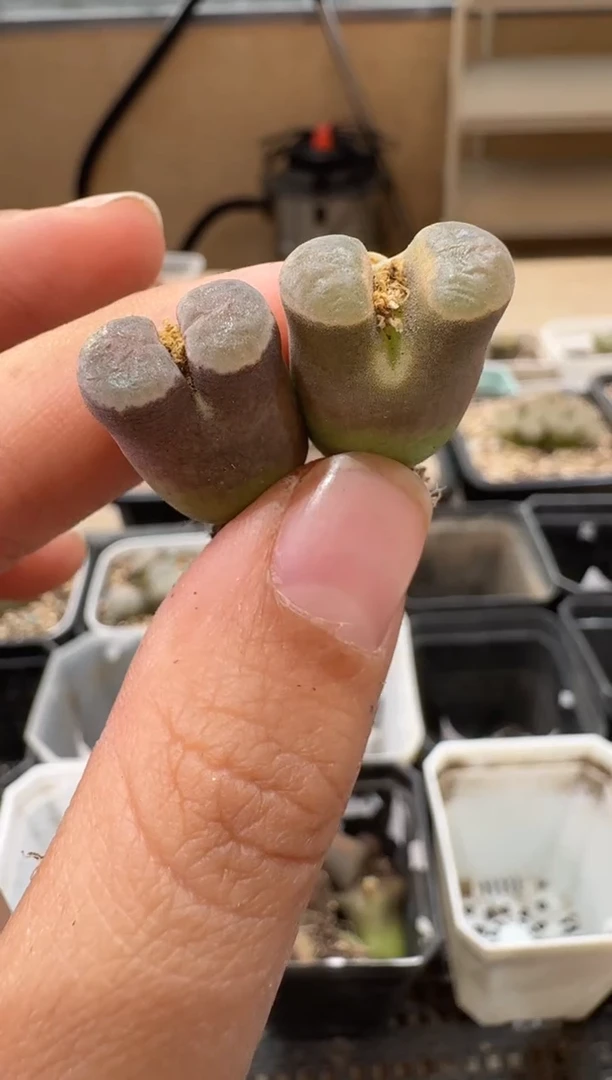 25-73多肉植物肉锥