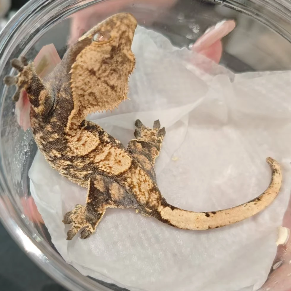 185号睫角守宫黑底三色公（甩头）