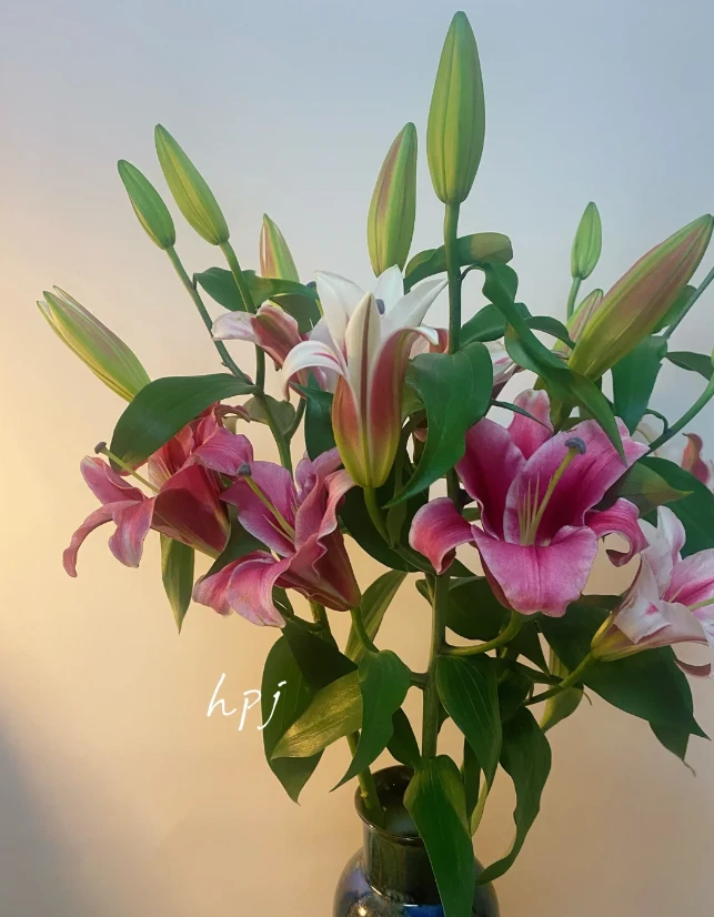 帕拉佐香水百合彼岸花多头（同地址任意2单发顺丰）鲜花花束