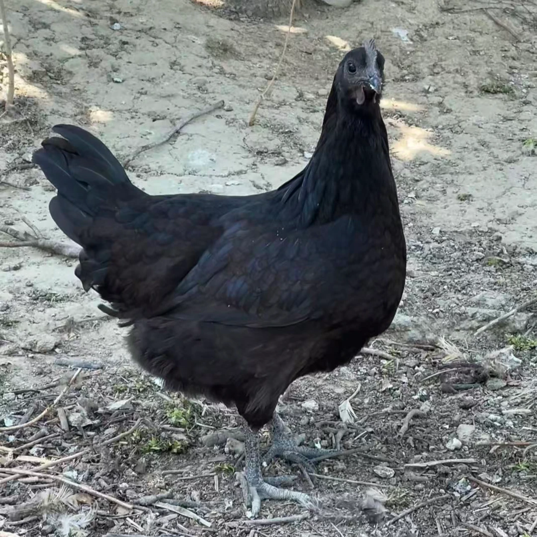 【五个买3送2】邓黑礼盒1.5左右发