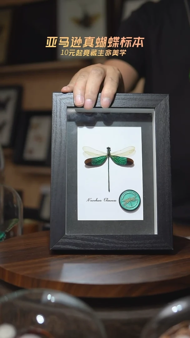 华艳色蟌火漆章版7寸黑框