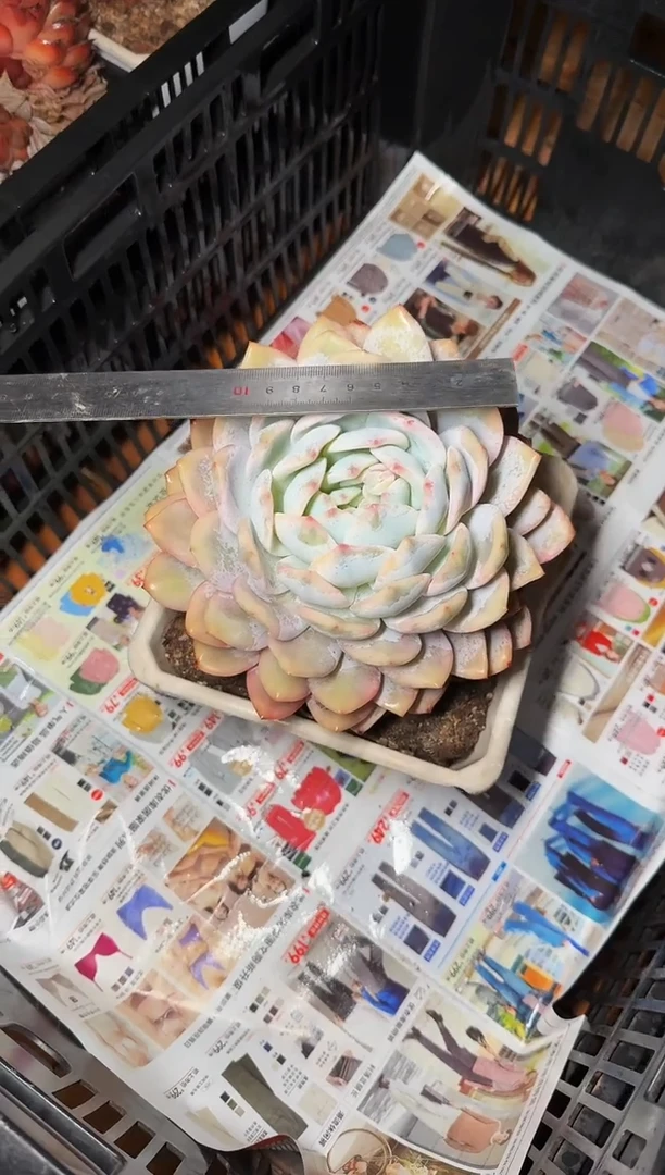 180#大单头梦露锦（13-17cm）脱土