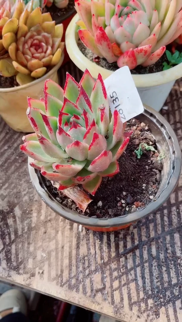 大**贝跃跃精品多肉28135