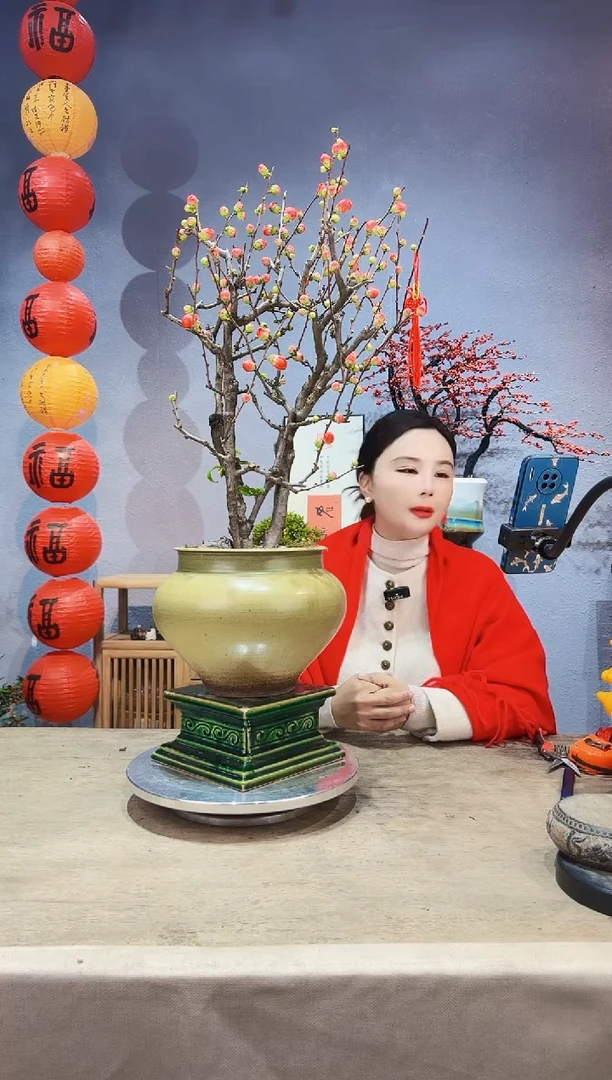 【闪购商品】盆景海棠 长寿冠