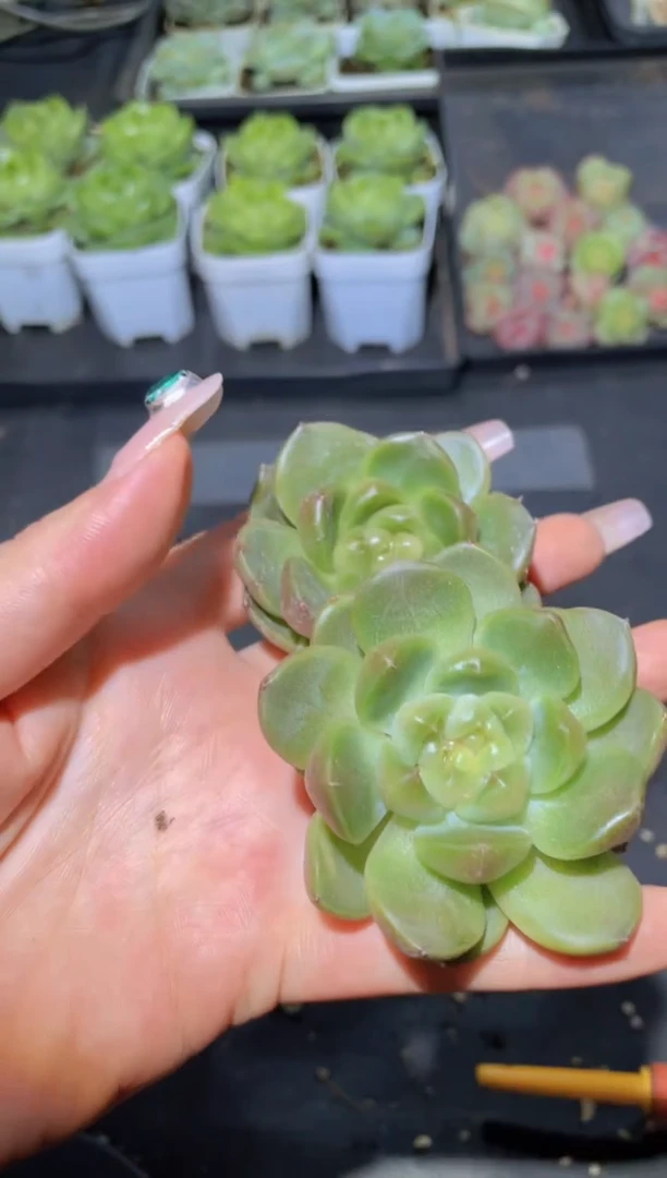 101皮埃拉量拍随机发一颗