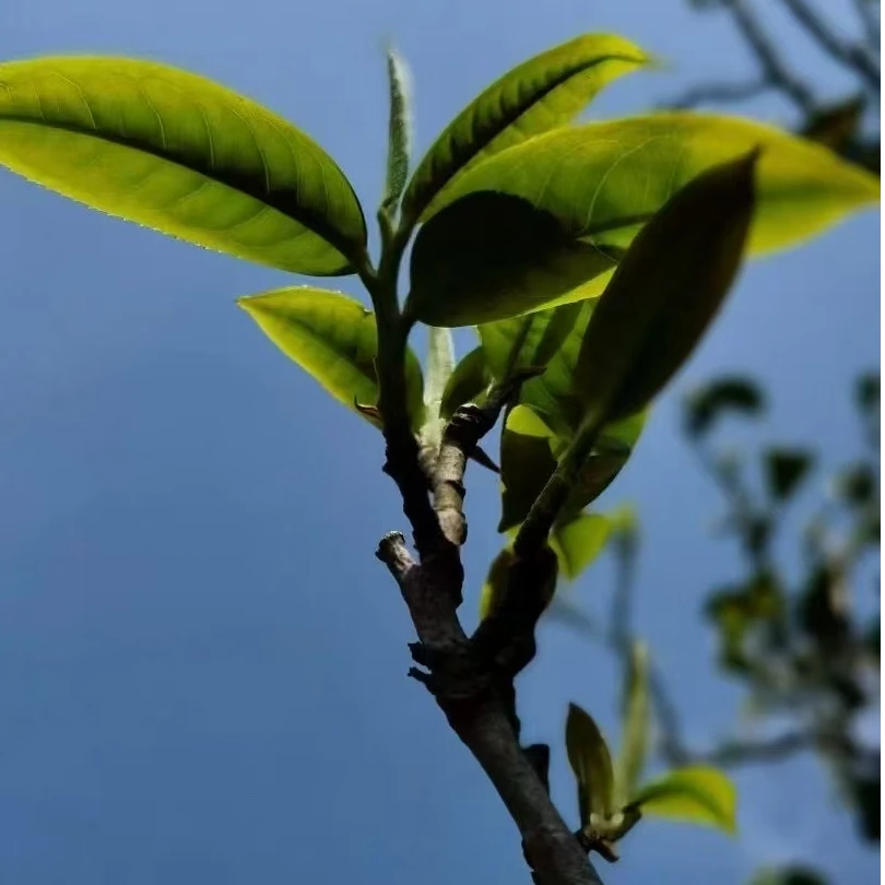 荣东达2024年纯料（春）单地块下磨烈普洱茶生茶500克