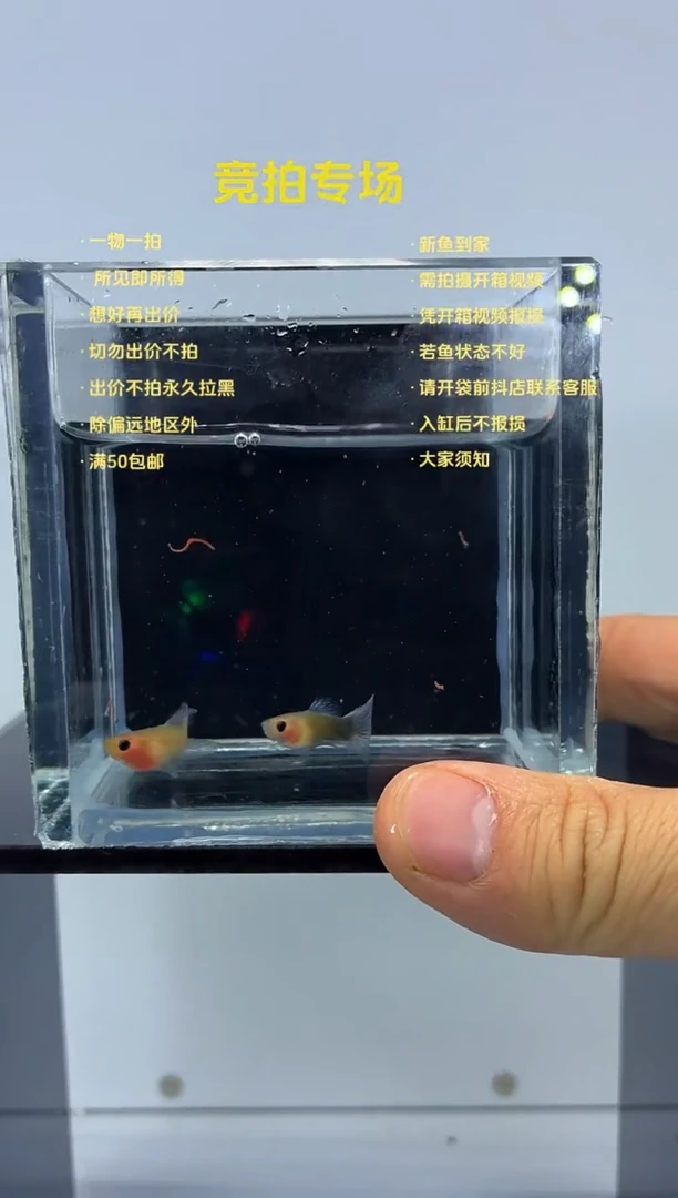 孔雀鱼黄肉玻璃猫C一对-7