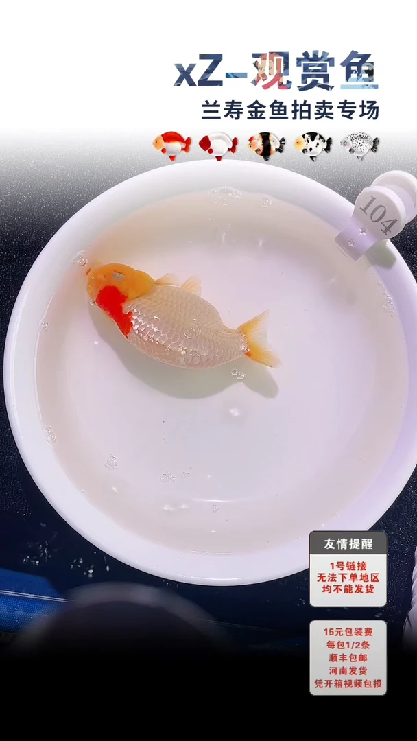 金鱼包装必拍未拍顺丰到付104号