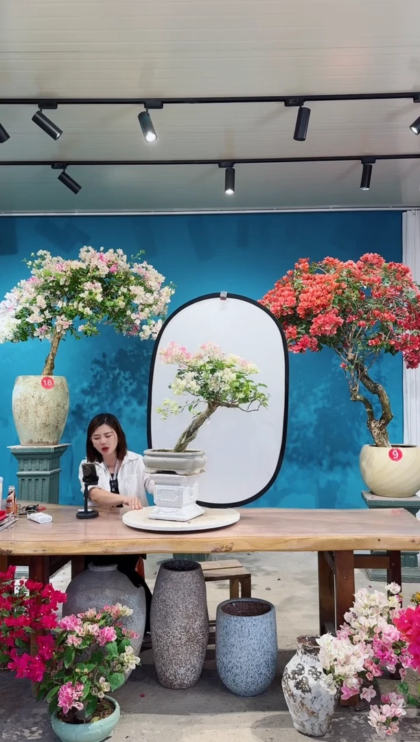 全部花朵绿叶樱花三角梅