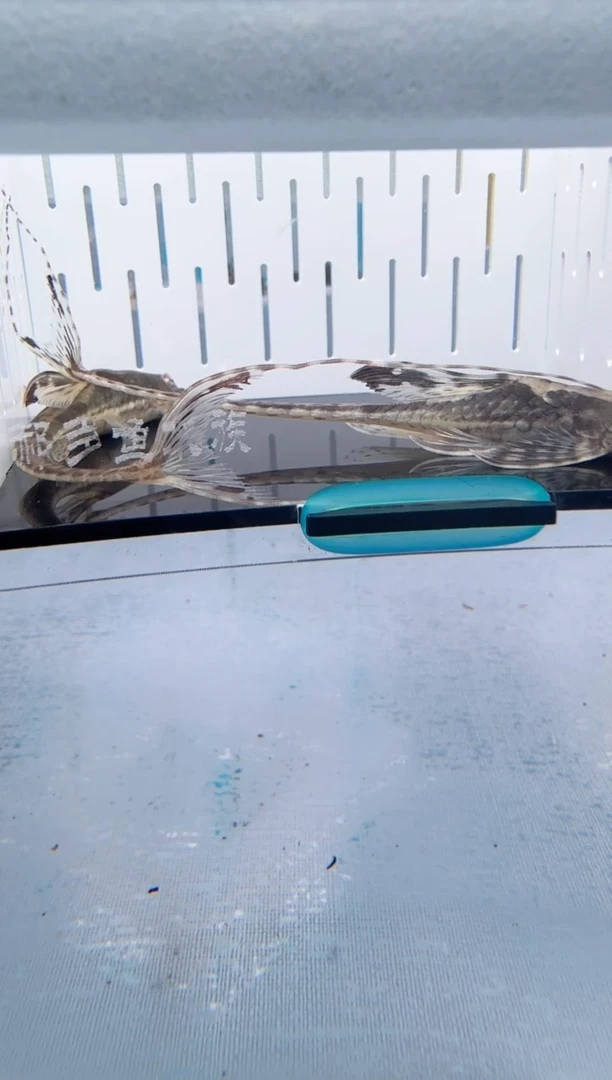 清道夫9+不包入缸损124