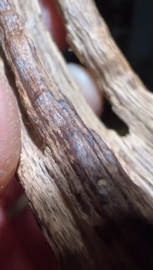 【闪购商品】沉香沉香碎屑惠安系11克