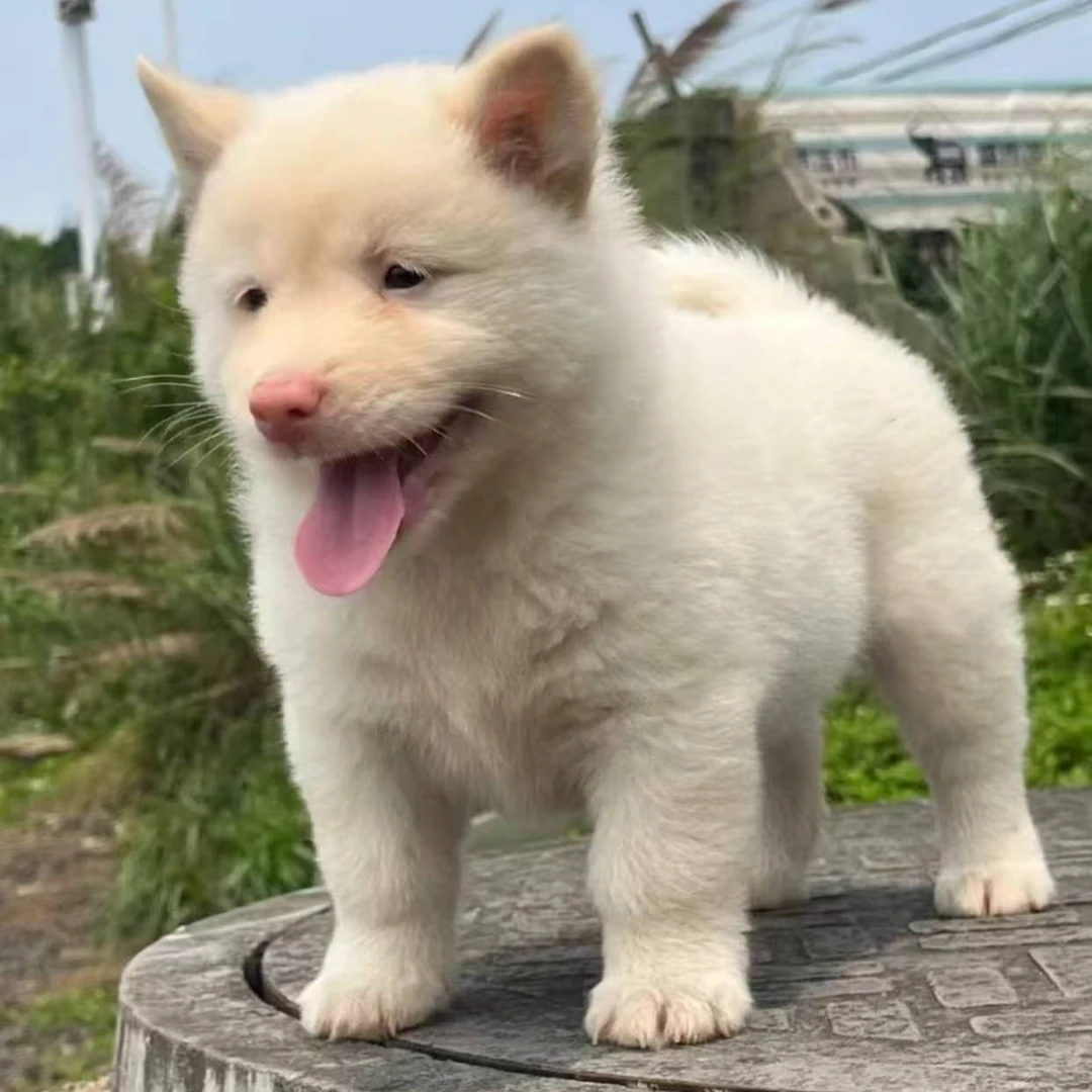 【拆家田园仔】T精品中华田园犬狗狗活体
