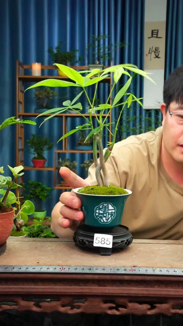 无花朵苔藓微景观585号
