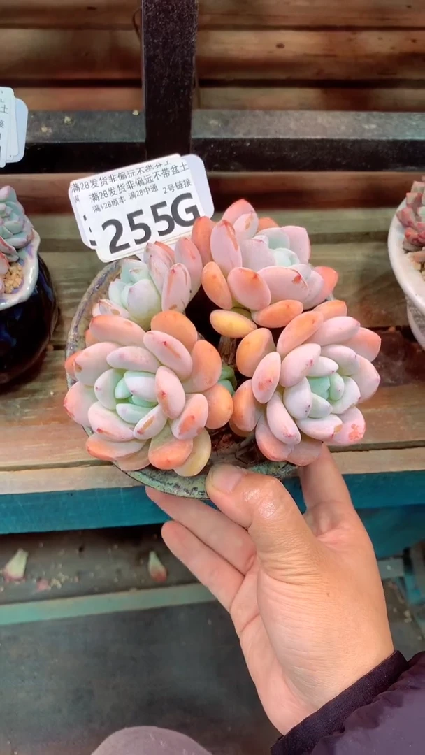 255G（一物一拍实付满28发货，默认不带盆土）