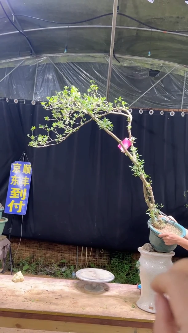 当前无花栽培后可以开花朴*海岛栀子花