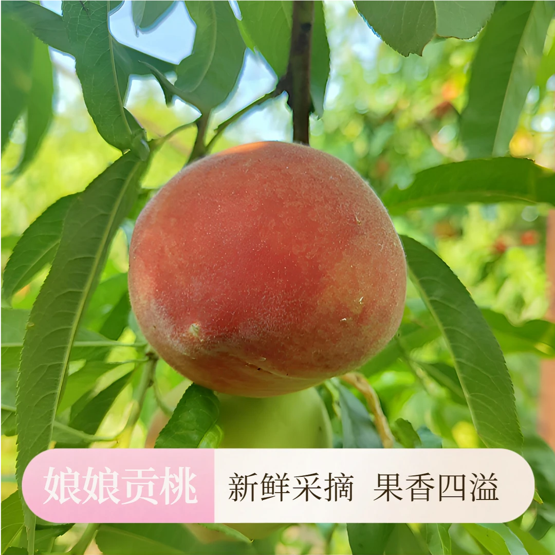 娘娘贡仙桃果园产地直发头茬现摘新鲜水蜜桃香甜多汁当季水果