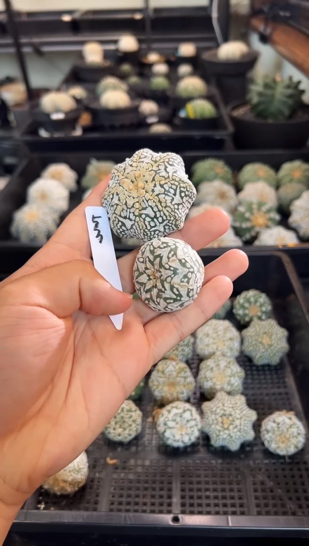 ?****✨不含盆土实生根星兜仙人球两颗编码53