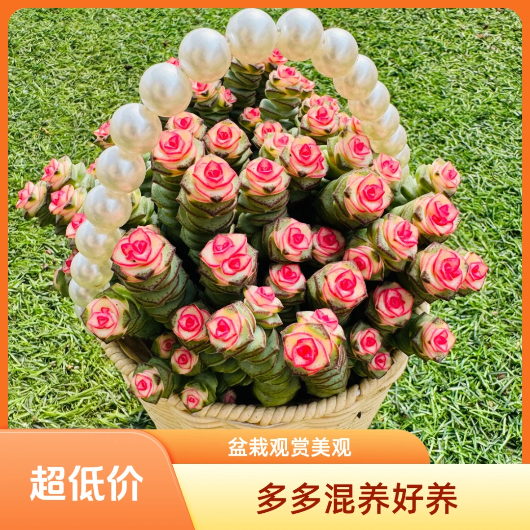 钱多多 绿植  多肉带精美花篮 种好发绿色组合 盆栽观赏 室内好养