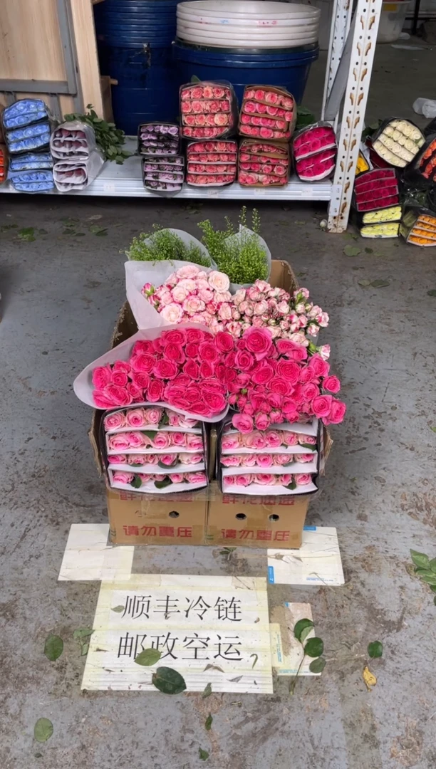 洛神20枝+苏菲10枝+折射10枝+绿林草
