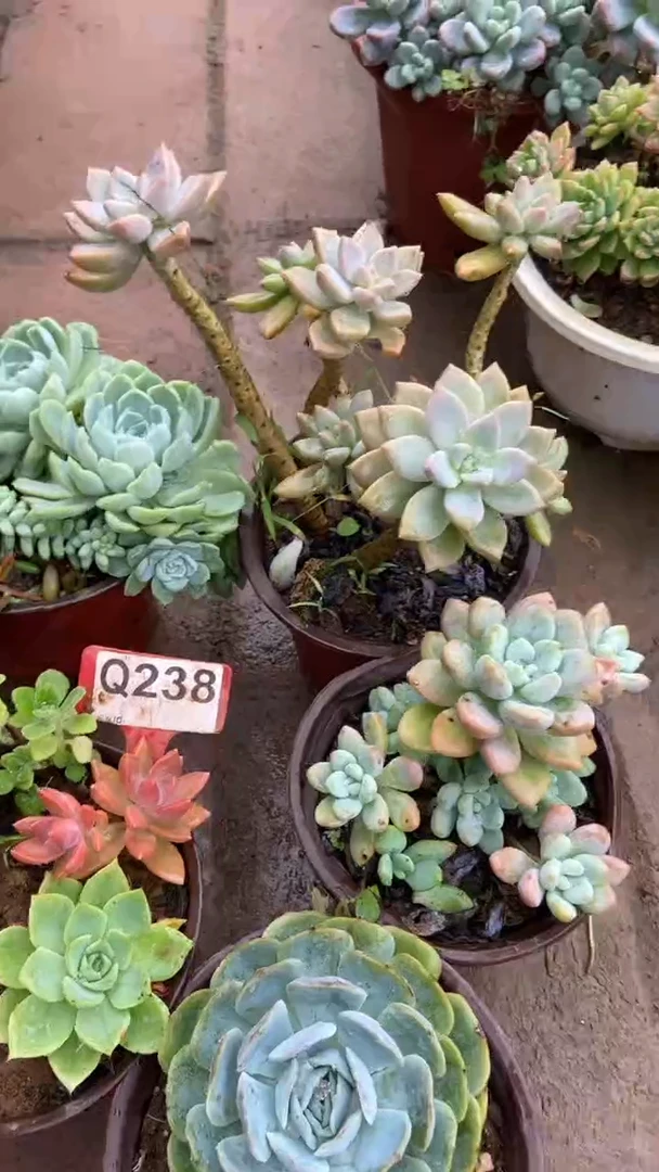 Q238多肉组合默认脱土发货