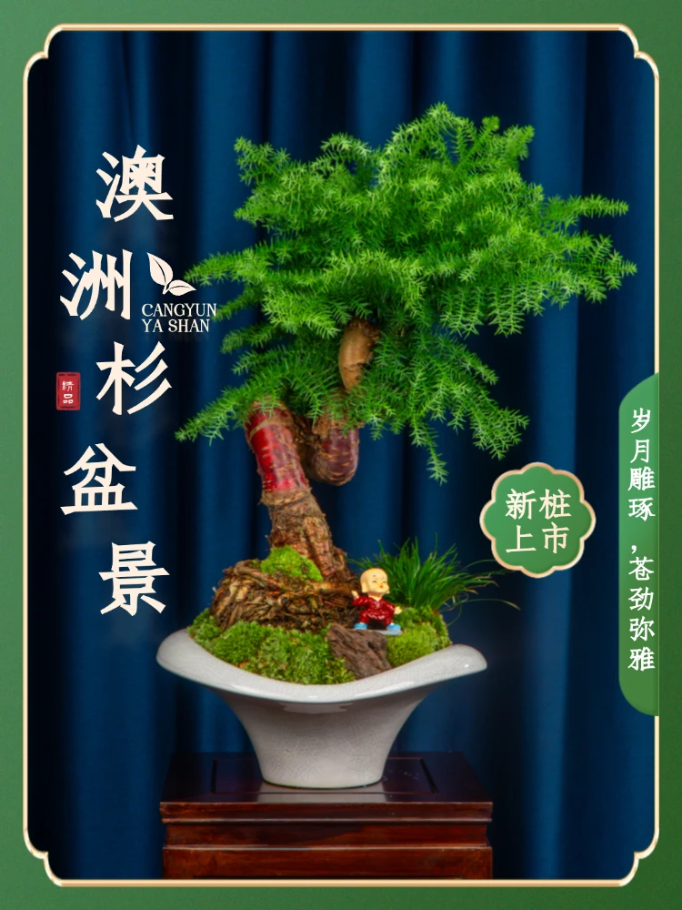 游龙造型澳洲杉盆景不老松绿植室内办公室四季常青好养活盆栽