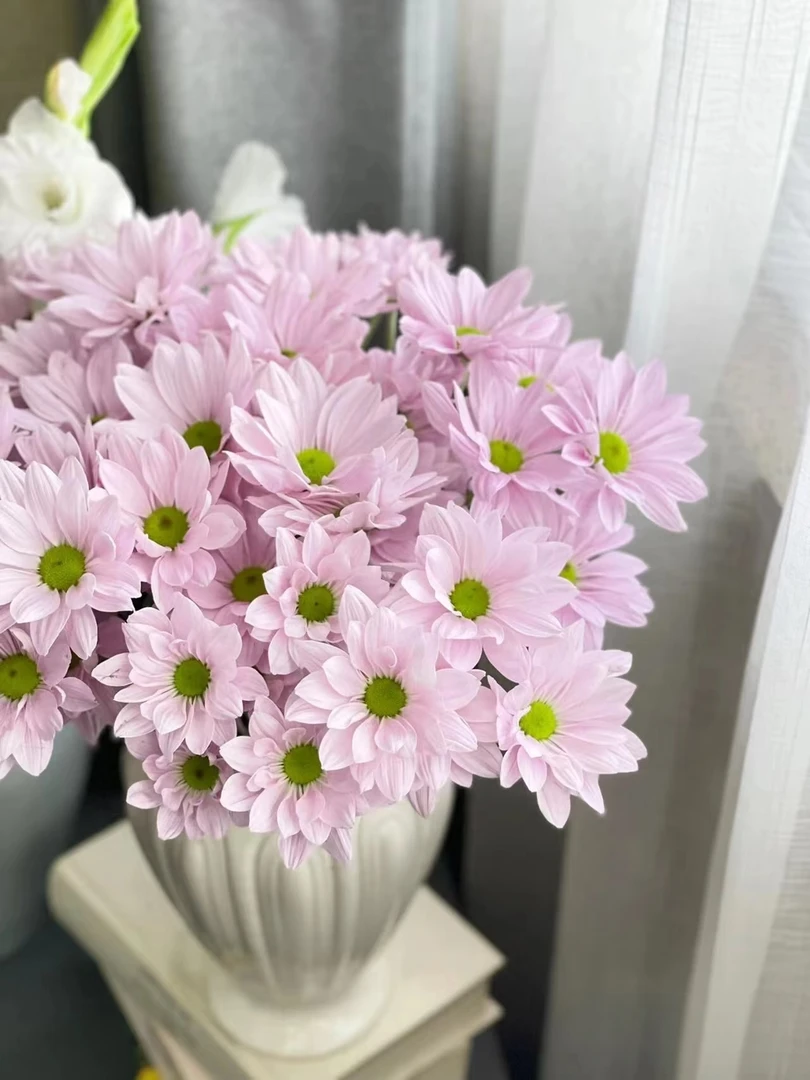 两单包邮！小雏菊【粉色三文鱼】