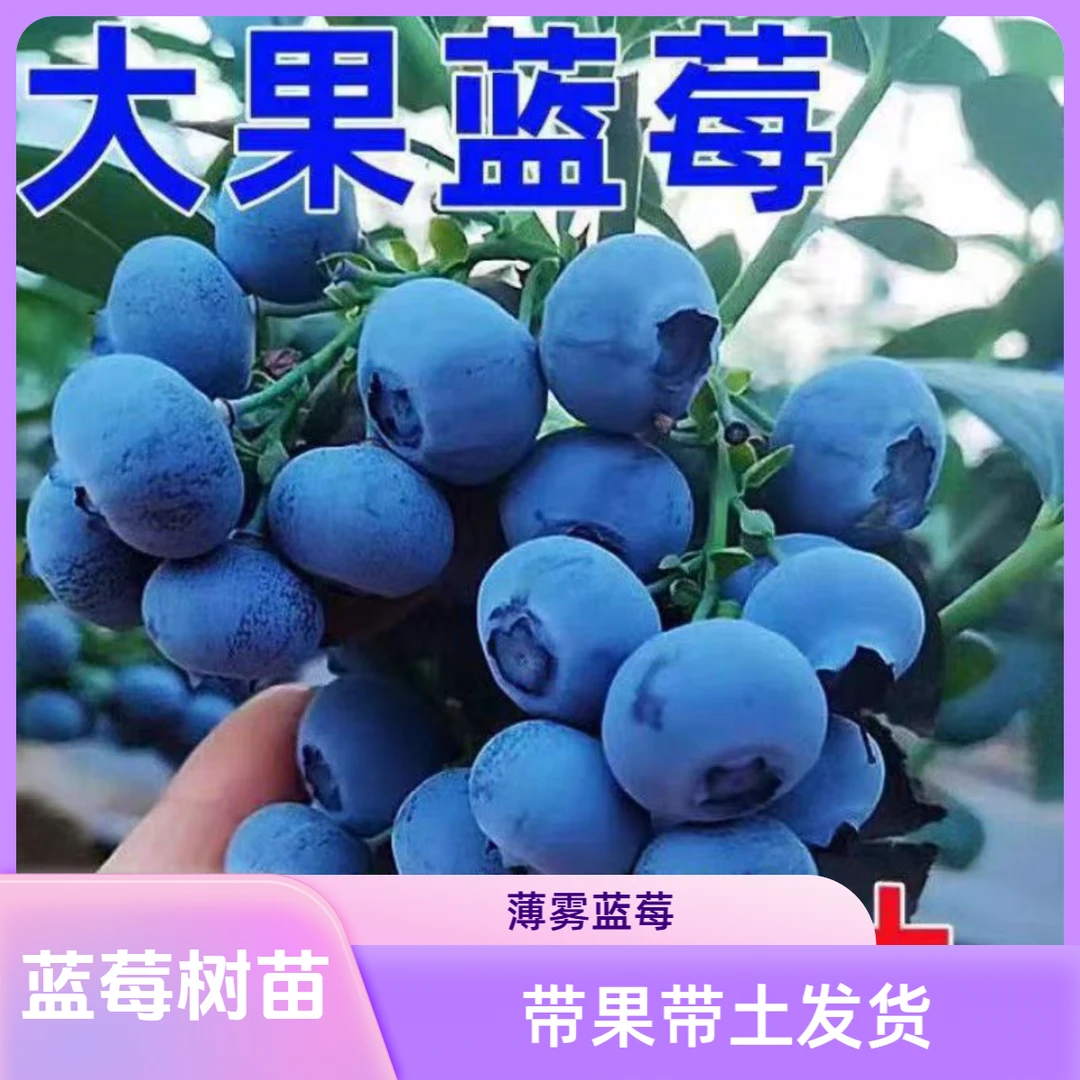 【薄雾蓝莓树苗带土球带果发货】阳台盆栽地栽耐寒南北方种植