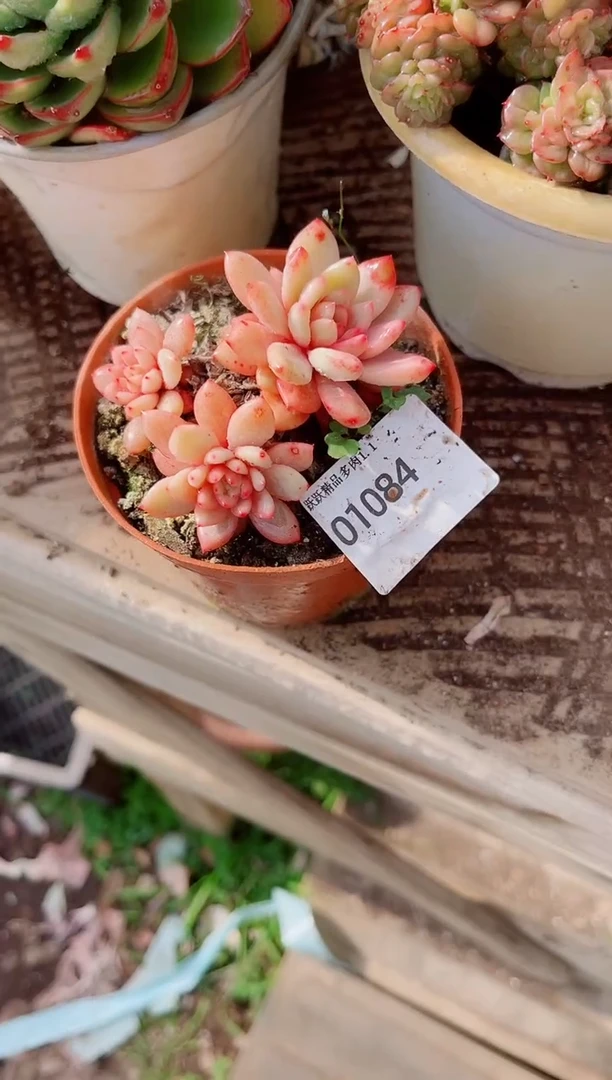 x*…跃跃精品多肉01084