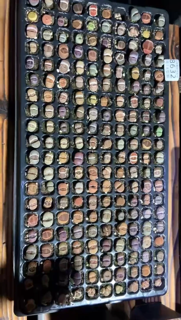 【闪购商品】8632特价彩色混合微瑕发货10颗量拍