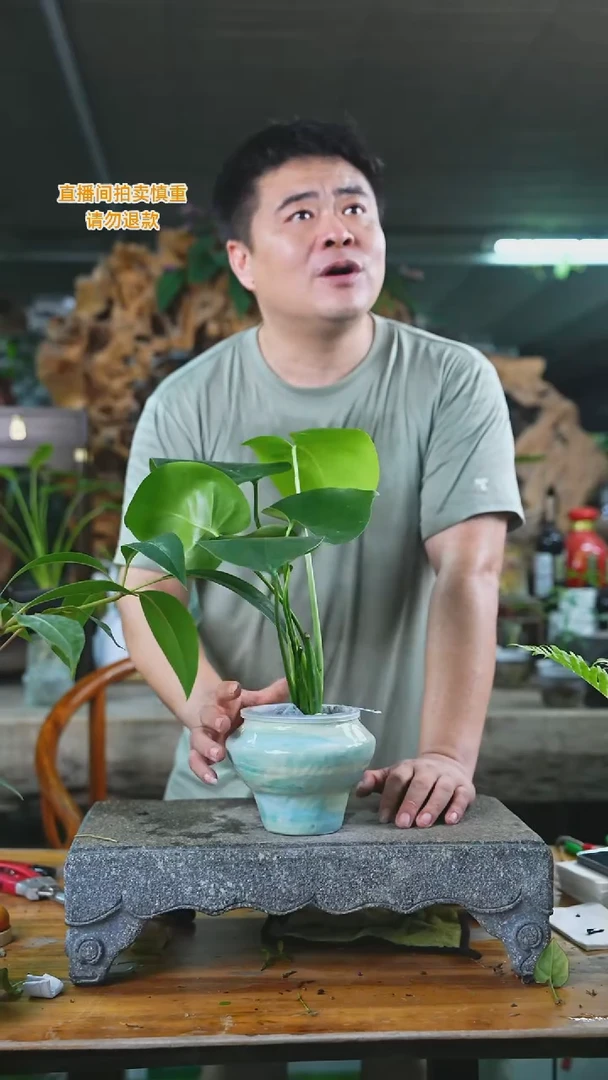 当前无花栽培后可以开花龟背竹149T