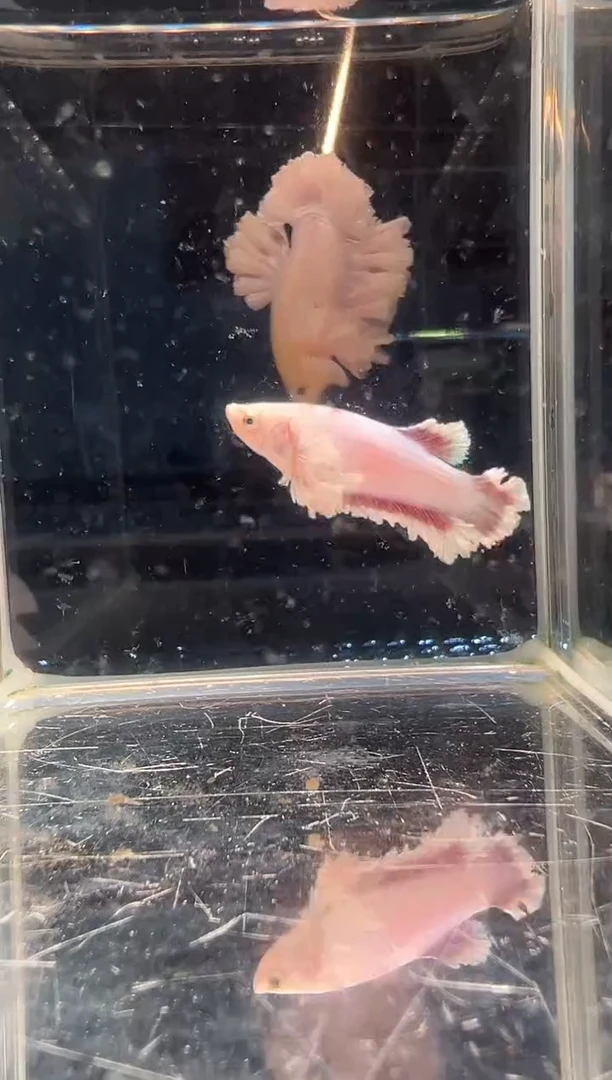 斗鱼斗鱼绣球大耳朵斗鱼母鱼