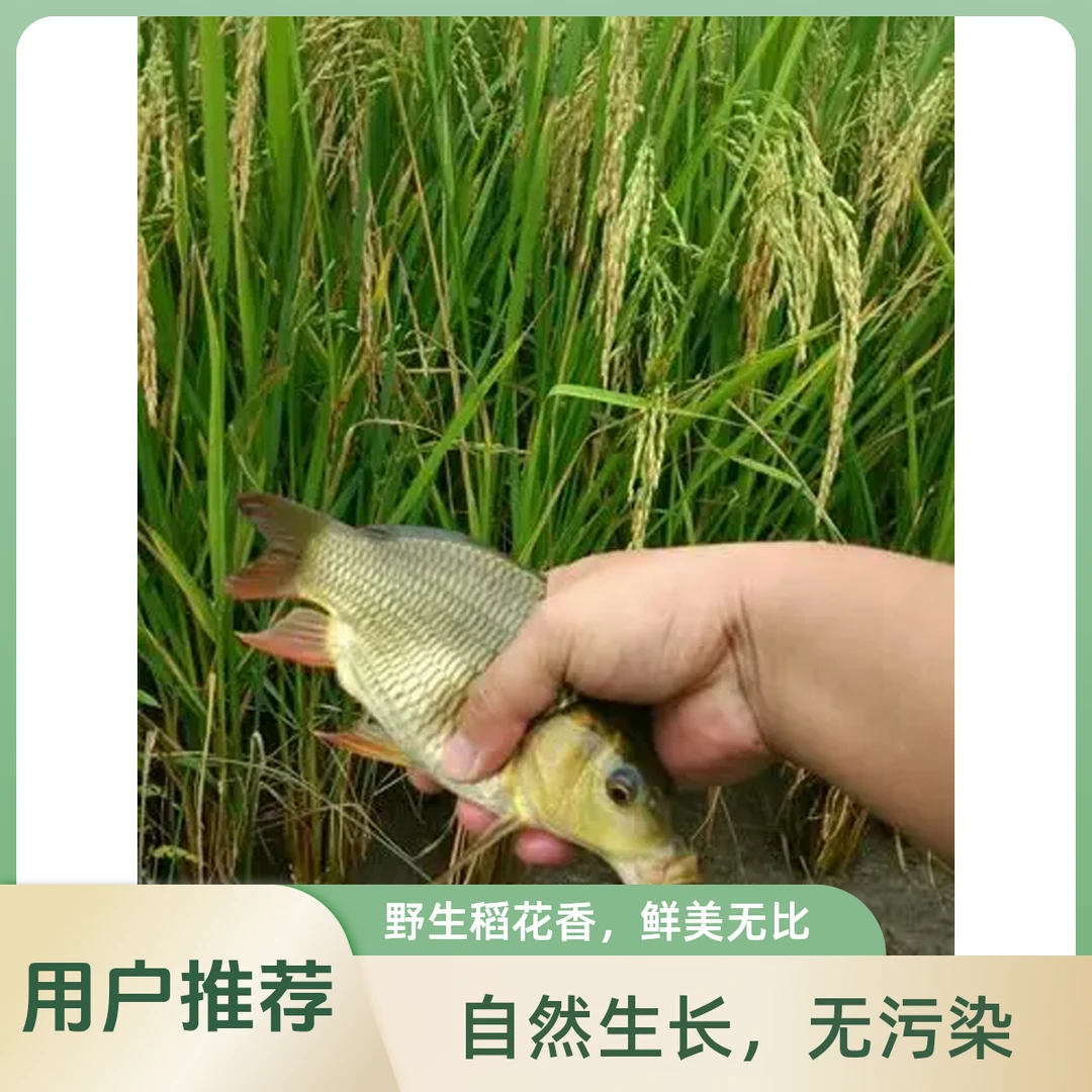 稻田（禾花鱼）两斤装 鲜活氧气装3至4条精品