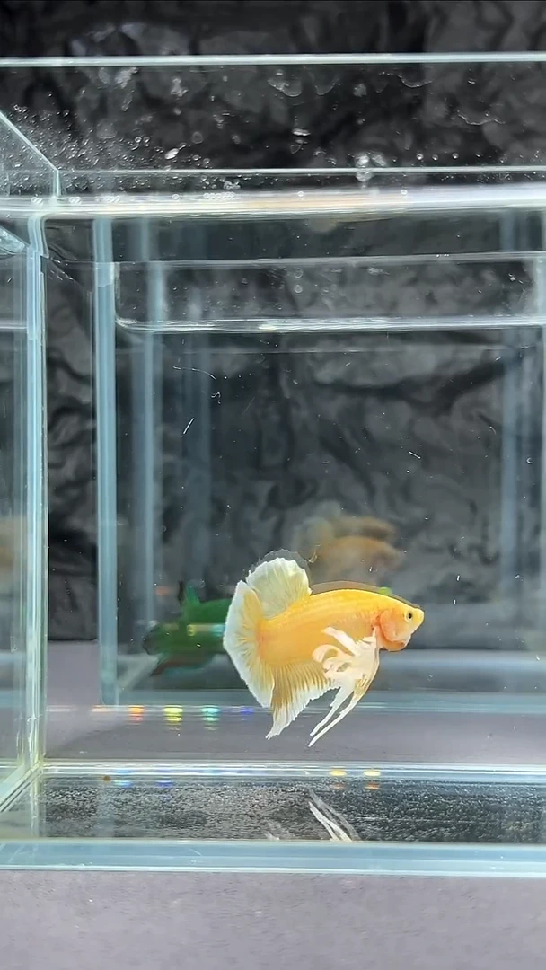 斗鱼竞拍链接103