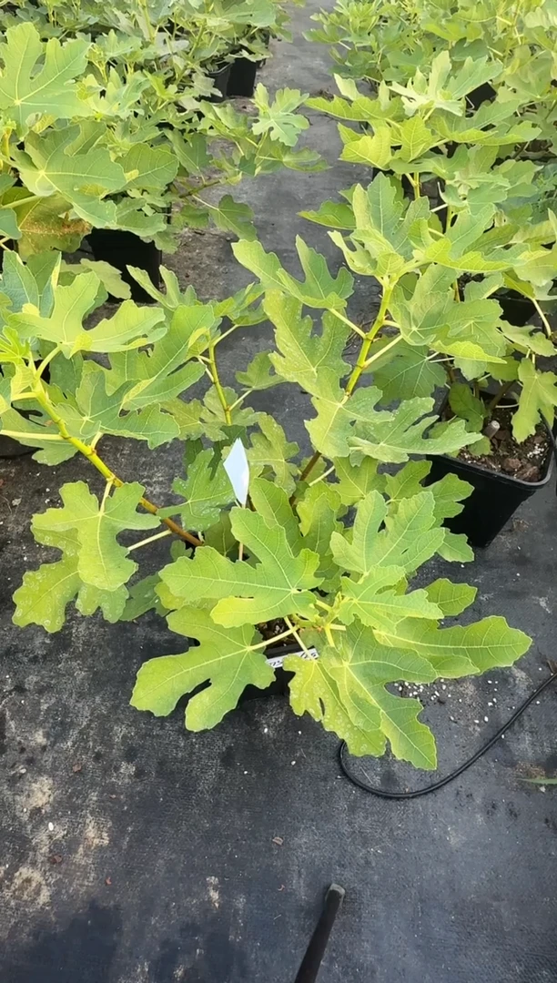 华*芯一物一拍 金傲芬 2.8L GSY252