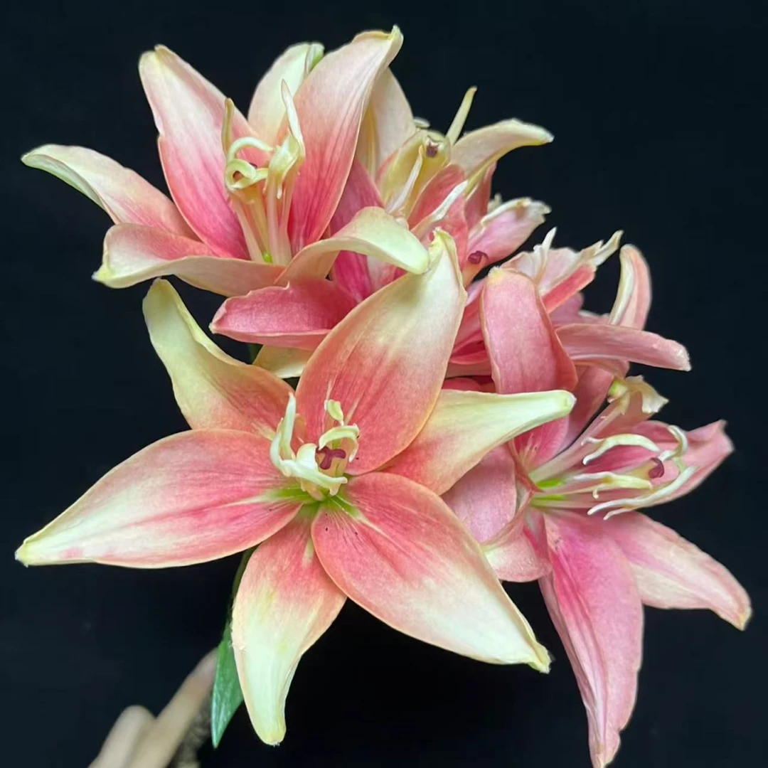 【年宵纳福】2头双夫人亚百合 全场任意满两单及以上鲜花包邮