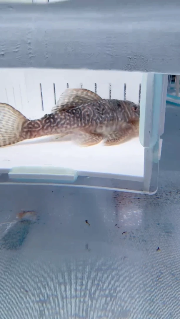 清道夫12+不包入缸损193