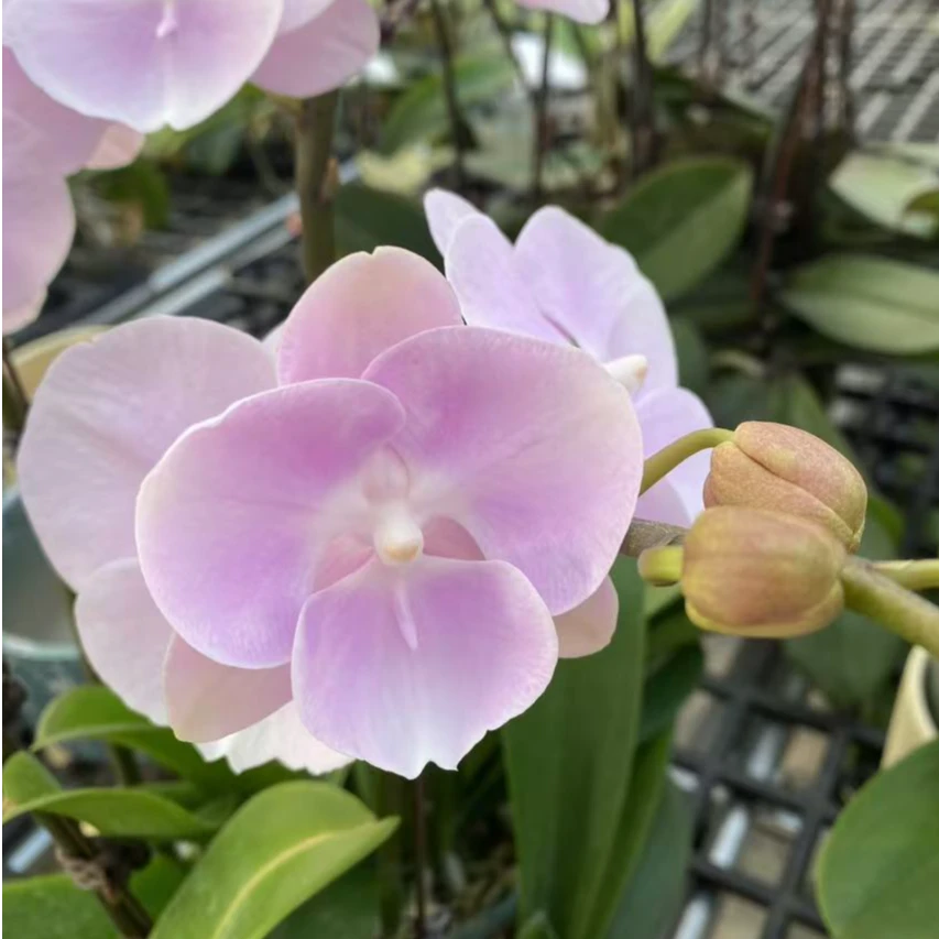 辣椒哥推荐新品种大舌头《紫霞仙子》蝴蝶兰网红款办公室室内盆栽