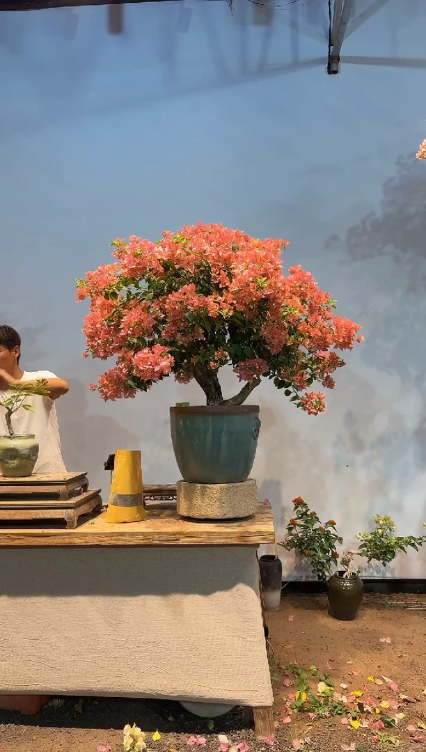 无花朵三角梅专场一物一拍21