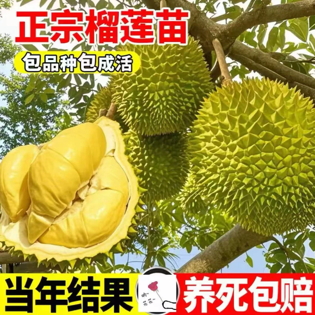 正宗榴莲果树苗当年结果南方北方均可地栽盆栽耐寒xs