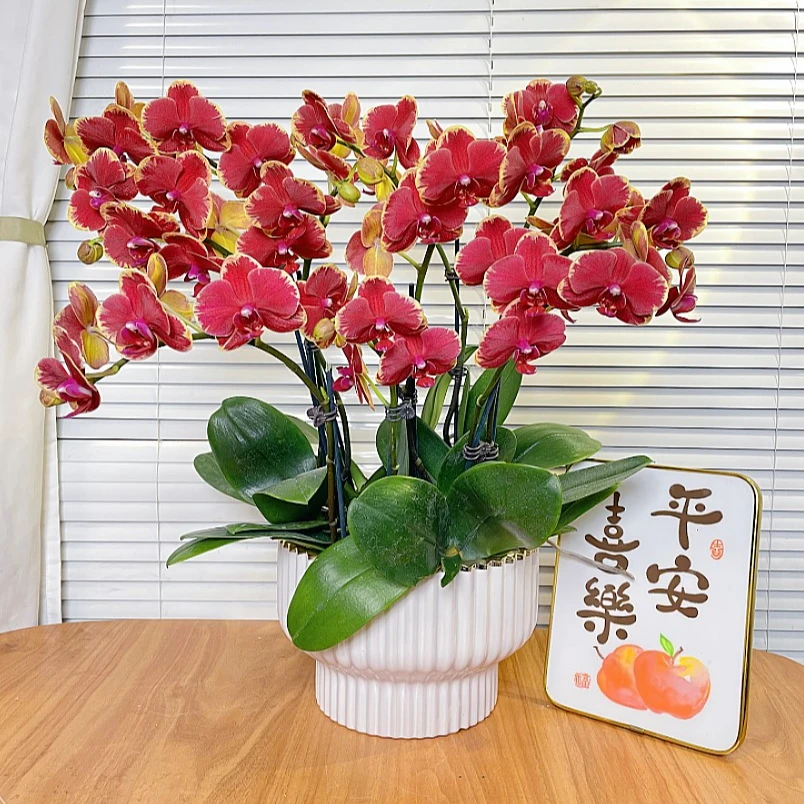 【金边吉利-蝴蝶兰】高端鲜花 送礼 家居摆件 易养花期长 基地直发