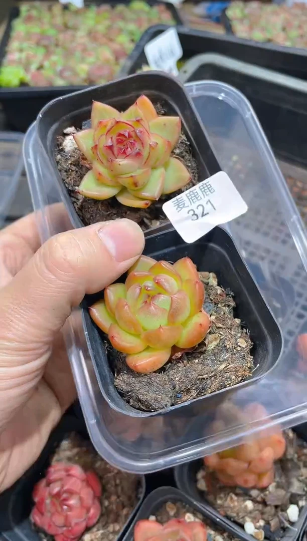 321宝珠母本 带盆土      量拍