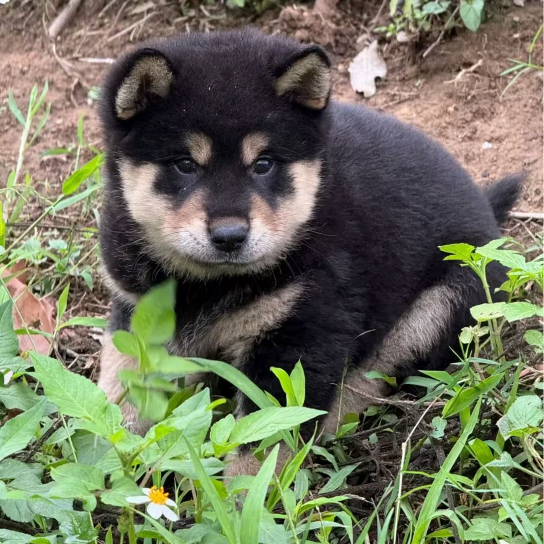 【广西乡伴田园犬】源源活体通用链接