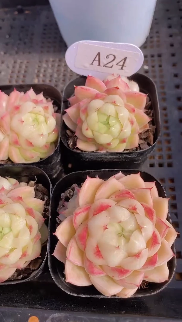 【闪购商品】A24-香雾双头（量拍）