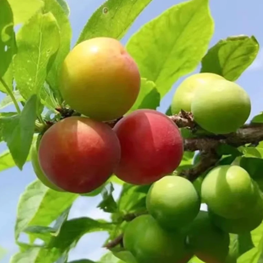 广东信宜钱排三月李酸脆口感孕妇维c水果青李子新鲜现摘现发