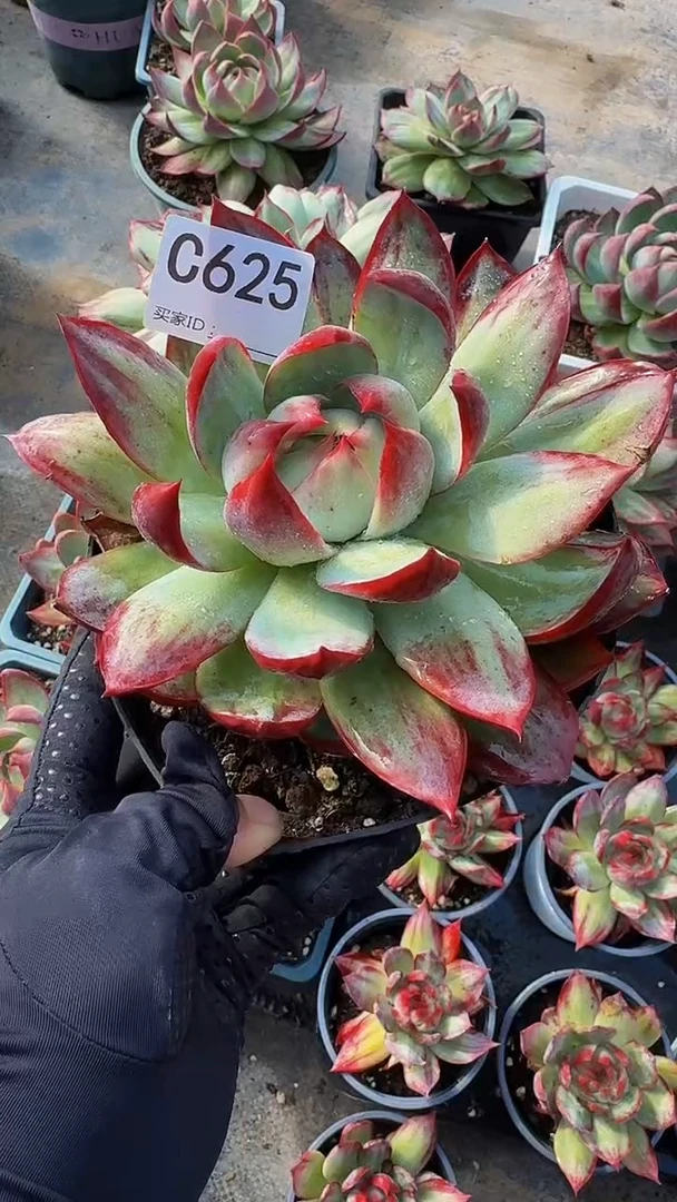 C625惊鸿仙子（裸根发货）（微瑕）