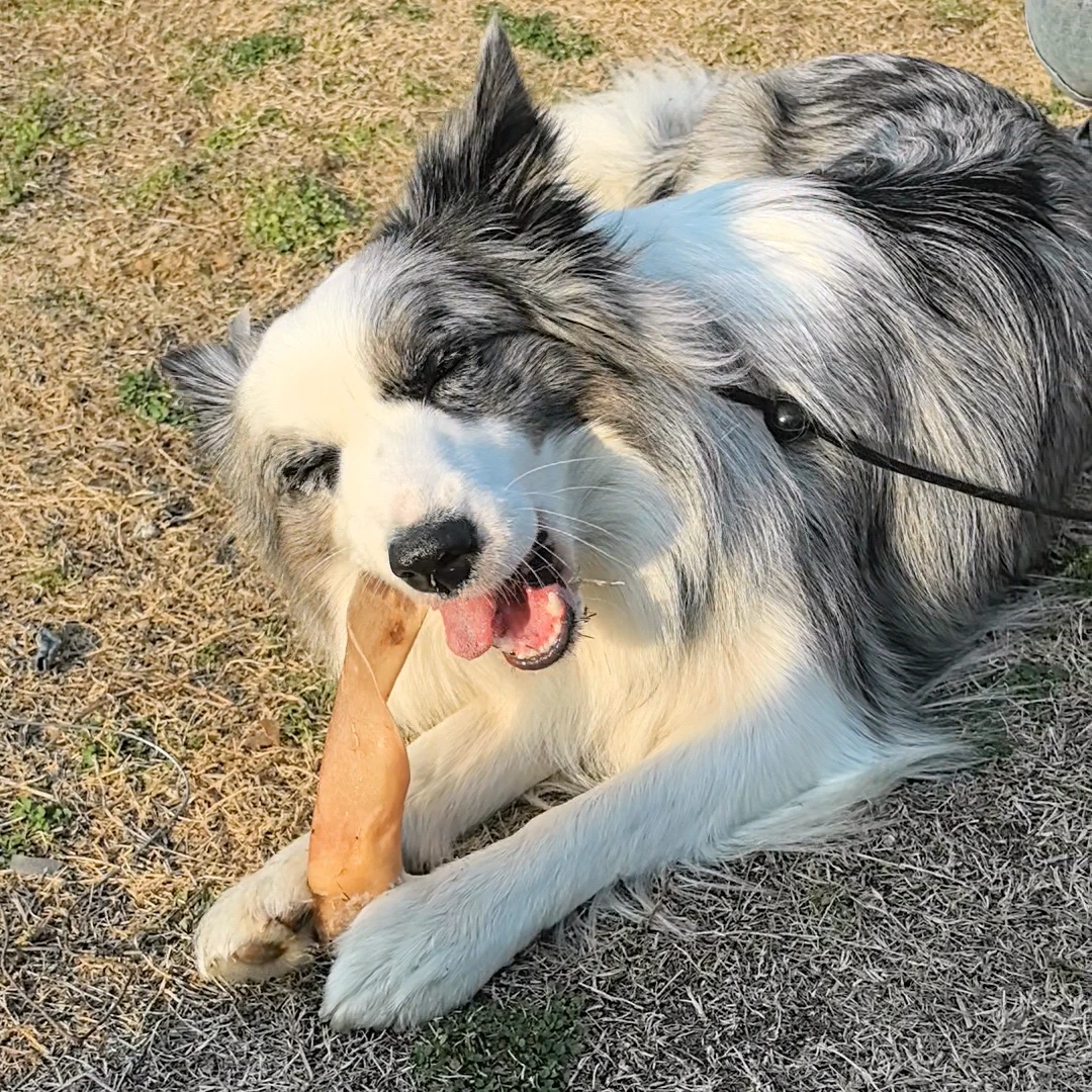 烘干牛耳朵，狗狗磨牙零食洁齿耐啃