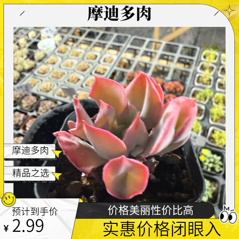 精品摩迪多肉植物绿植盆栽
