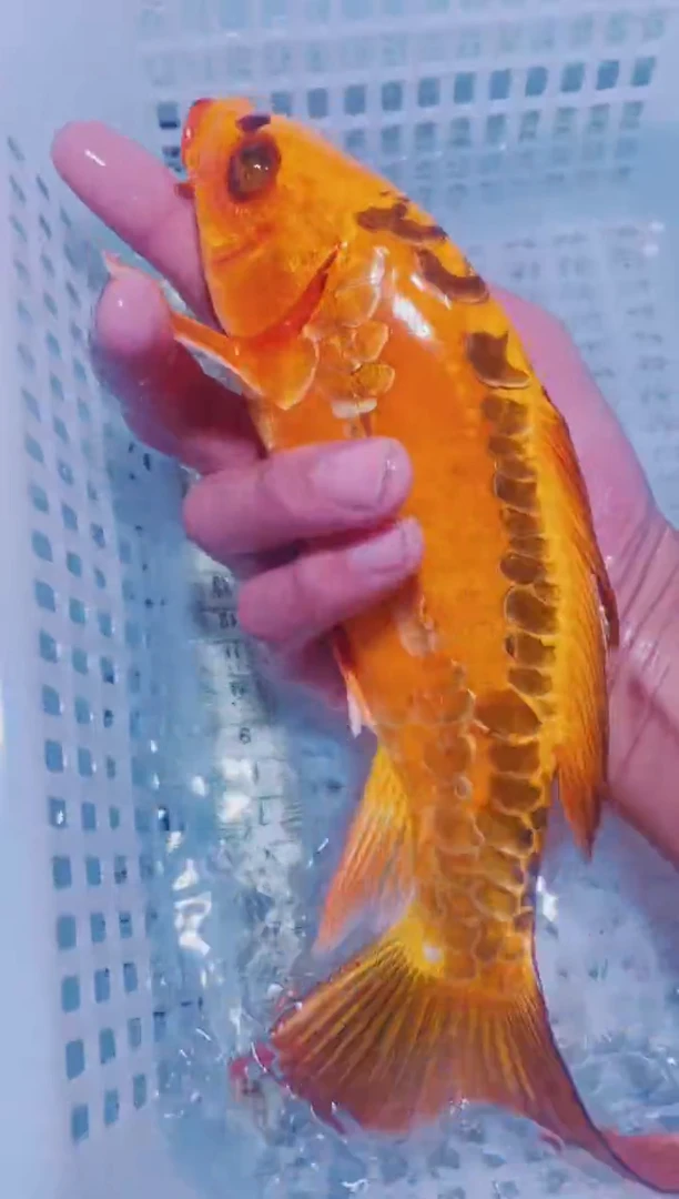 锦鲤血统锦鲤全场包邮42
